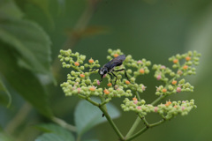 黒いサングラス