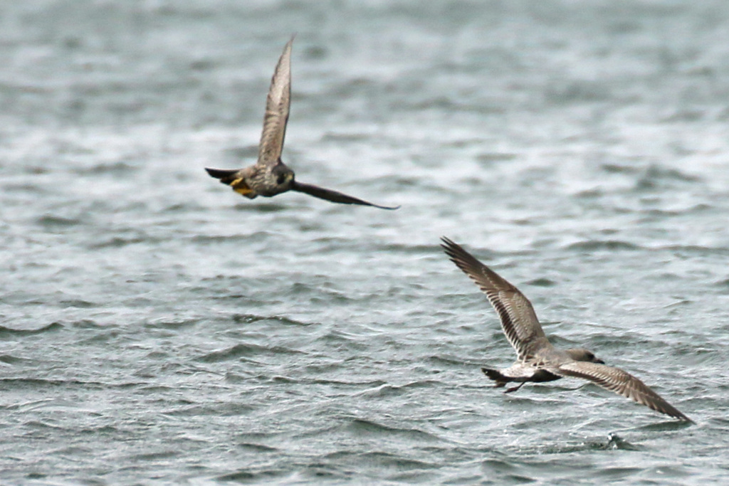 せくろカモメ逃げる