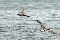 せくろカモメ逃げる