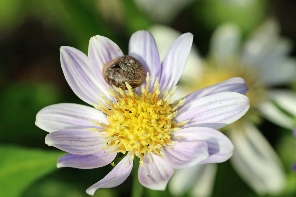 こん処にカタツムリ