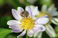 こん処にカタツムリ