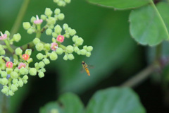 ぶんぶんぶん-2