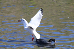 逃げるオオバン