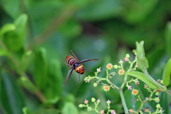 スズメバチホバリング-1