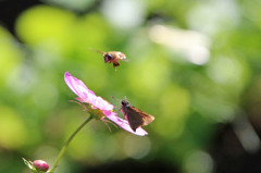 こっちにおいで