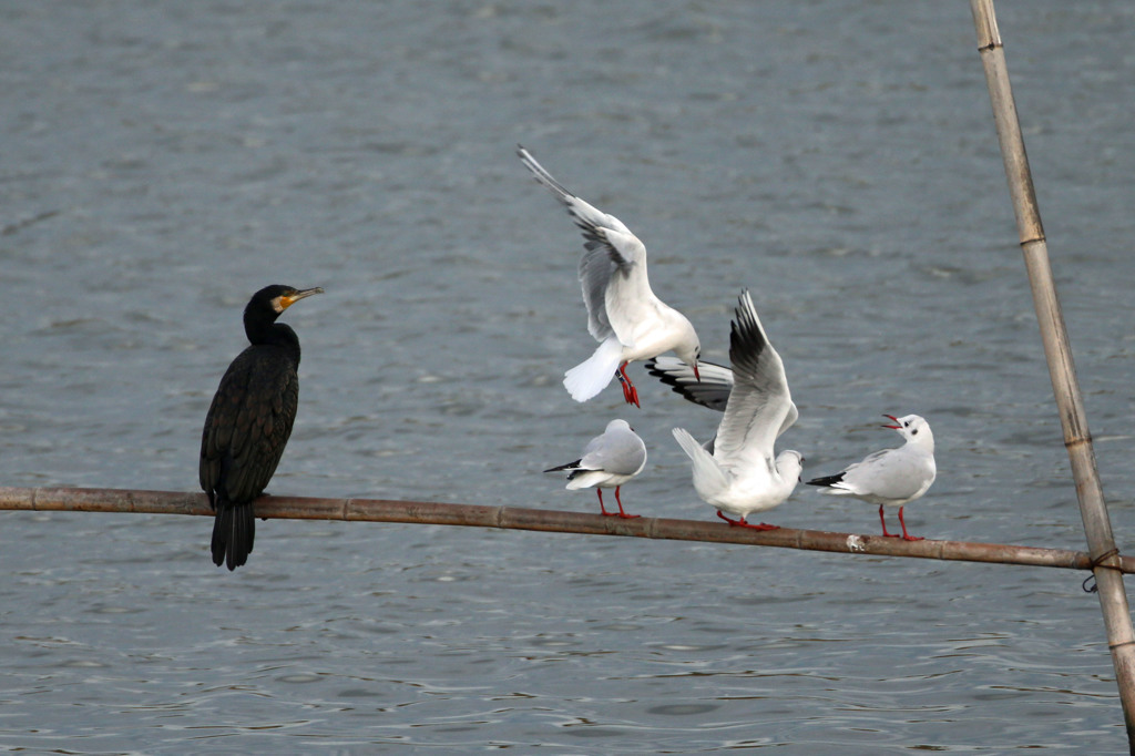 クールなカワウさん