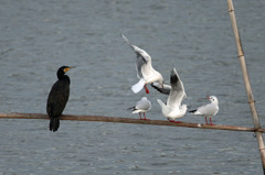 クールなカワウさん