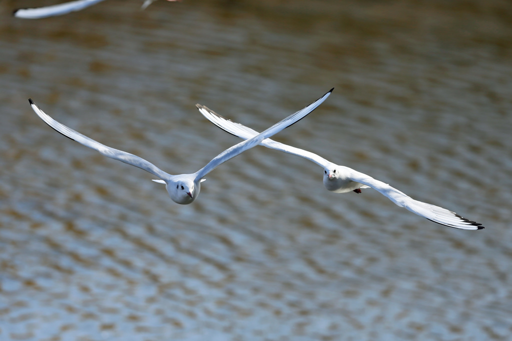 正面から二羽で