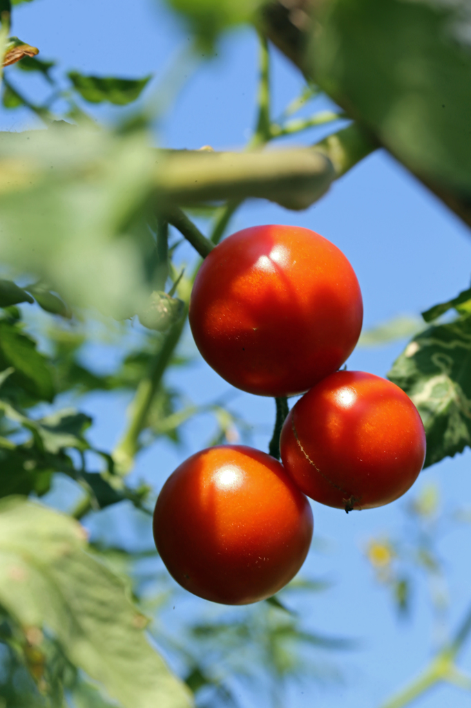 こんばん食べよっと