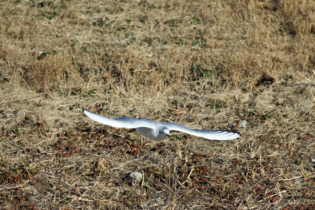 ゆりかもめ飛び出し