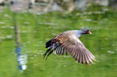 バンさん飛行中