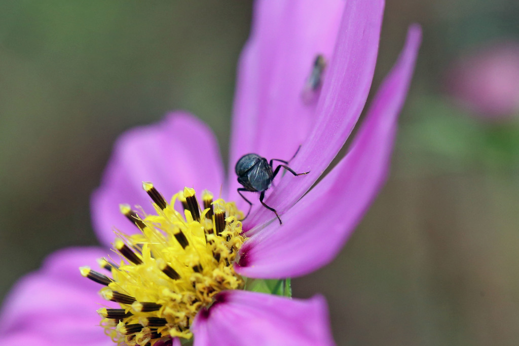 しこふんでます