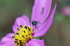 しこふんでます