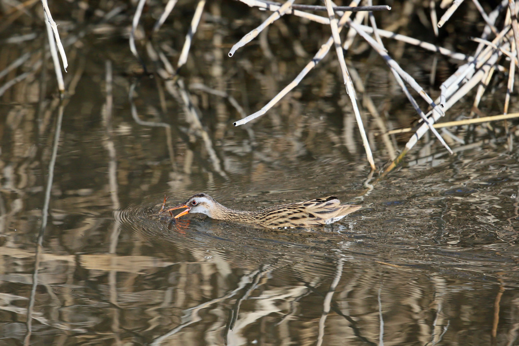 あ～エビ逃げる
