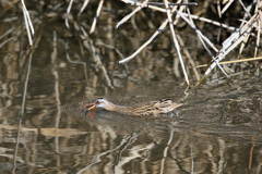 あ～エビ逃げる