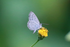 望遠レンズでマクロふう