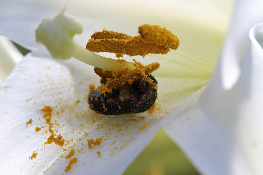 花粉でいっぱい