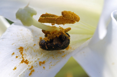 花粉でいっぱい