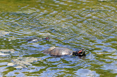 かめ子とかめ吉