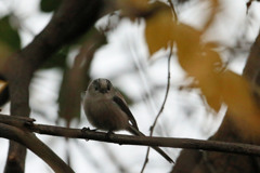 曇り空とエナガ