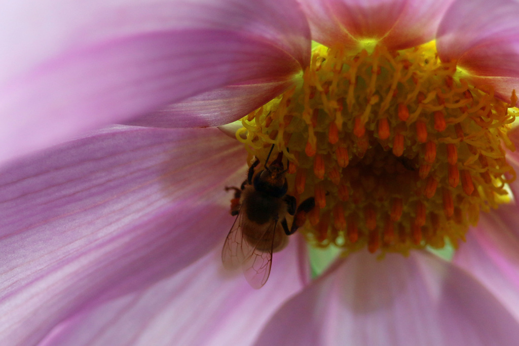 ピンクに染まる