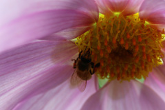 ピンクに染まる