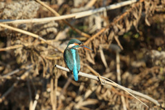 カワセミ定番写真