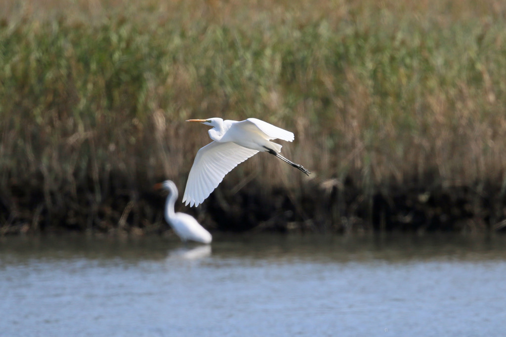 ダイサギ上昇中