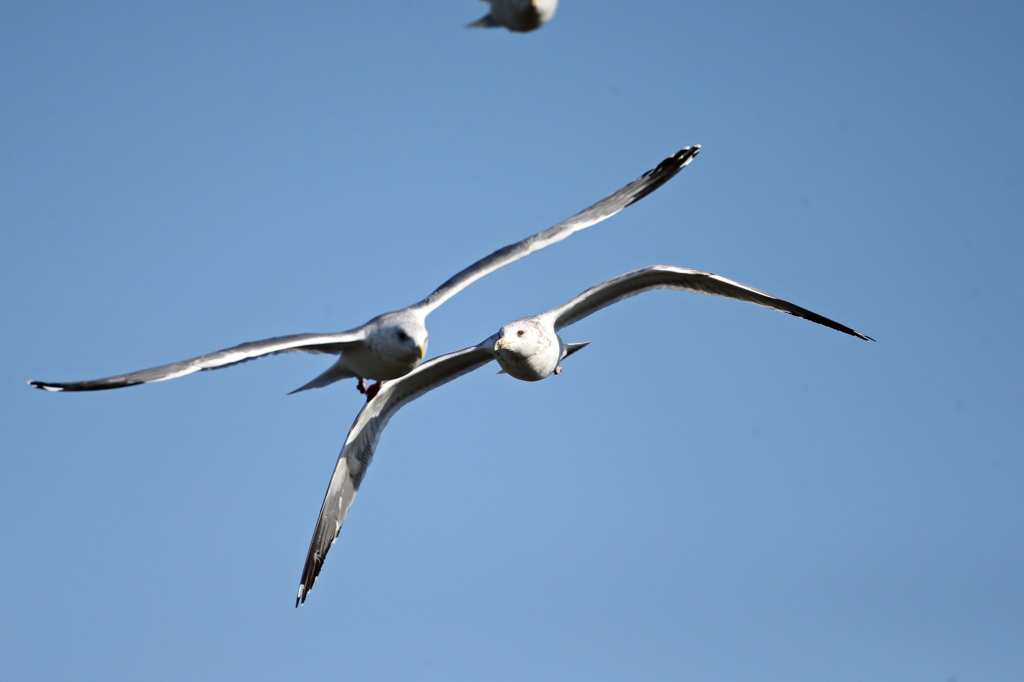 あなた置いていかないで