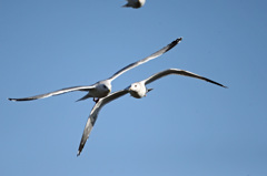 あなた置いていかないで