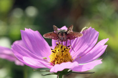 おはようさんⅠ