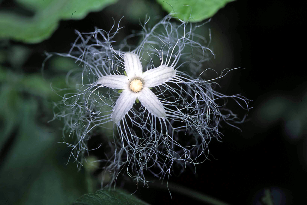カラスウリの花です