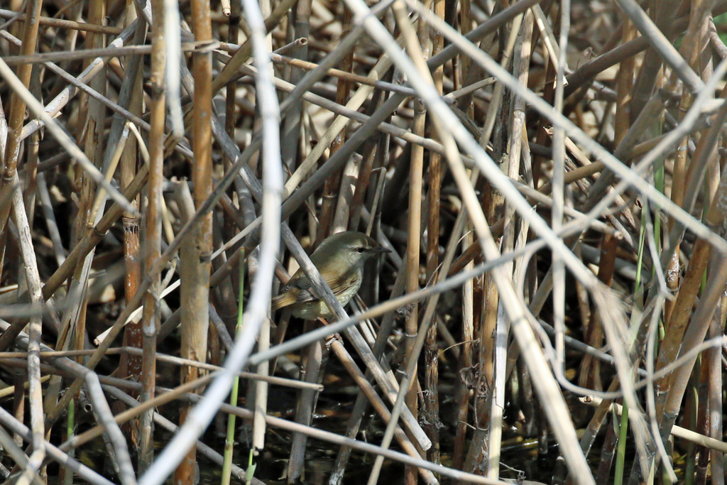 ウグイスはどこでしょう-1