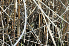 ウグイスはどこでしょう-1