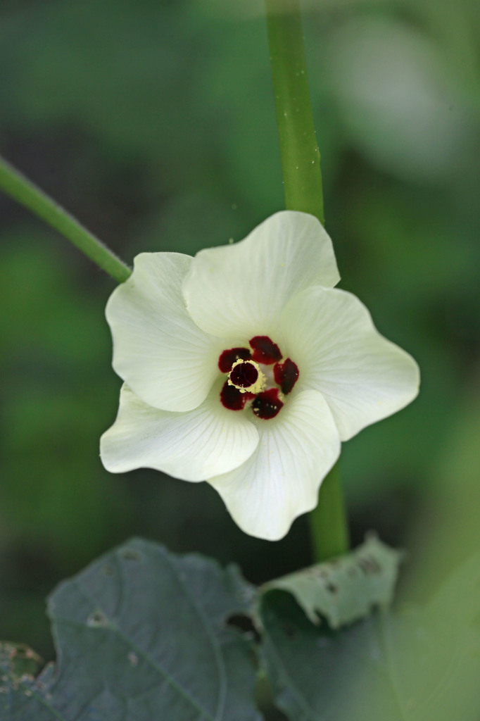 オクラまだ食べられます