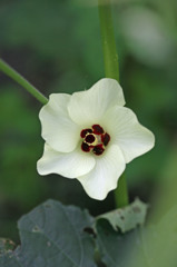 オクラまだ食べられます