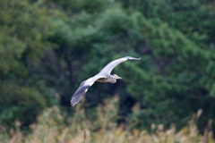 アオサギの飛び方-3