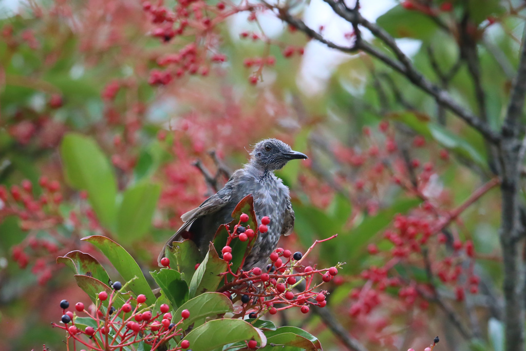 頭はげてるよ～