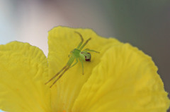 あ～緑色のクモ～♪