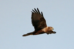 チュウヒの飛び方そのⅢ