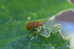 ウリハムシ発見