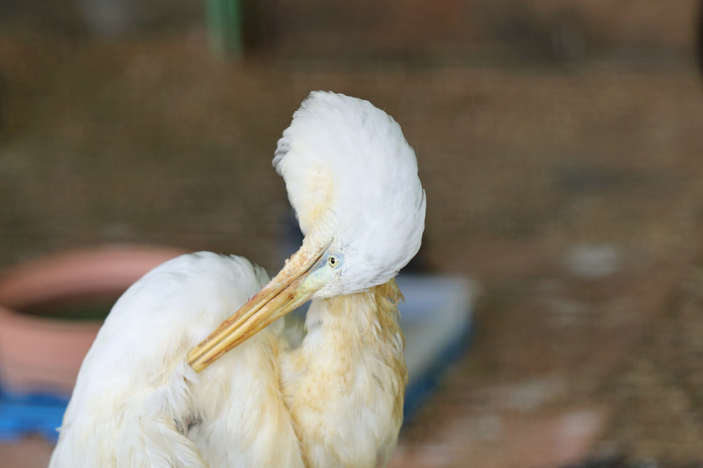首どうなった？