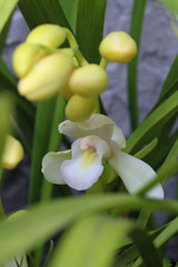 ちっちゃい花その11