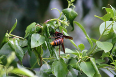 スズメ蜂のお尻-2