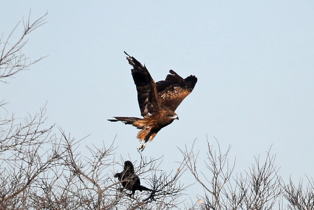 ノスリ飛び出し
