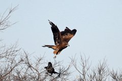 ノスリ飛び出し