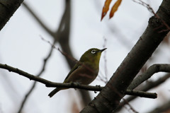 曇り空とメジロ