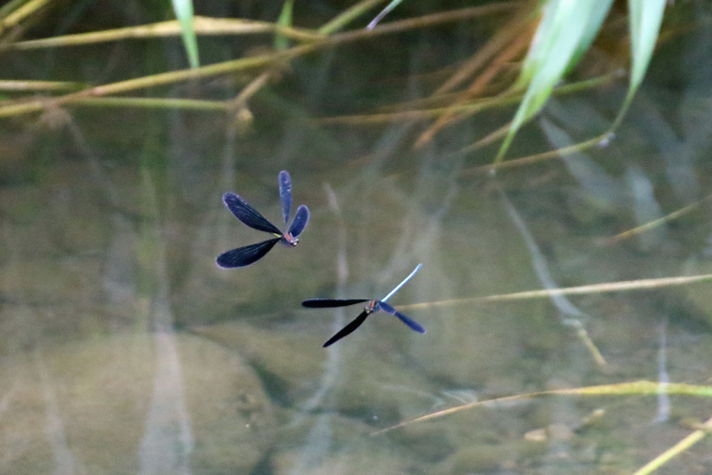 ハグロトンボの飛び方