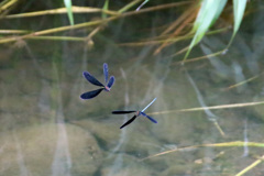 ハグロトンボの飛び方