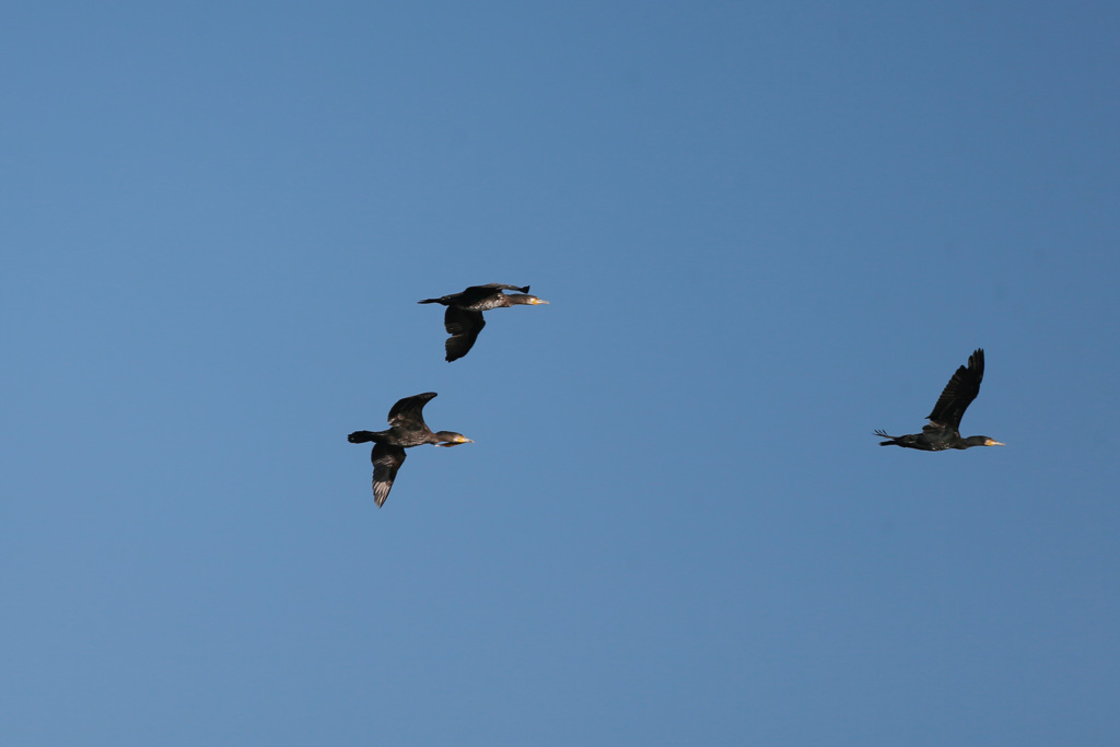 カワウシリーズ-5